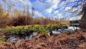 Vom Schwarzachtal zum Schwarzenbrucker Moor (Nürnberger Land) 9 schwarzenbrucker moor nürnberger land