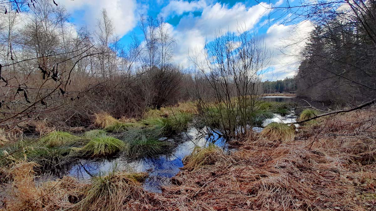 Erlebnis-Wanderungen im Nürnberger Land 12 moore in bayern nürnberger land schwarzenbrucker moor wanderung