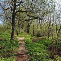 Von Heidenheim über den Rechenberg (Weißenburg-Gunzenhausen) 7 wandern altmühltal heidenheim rechenberg rundweg allee