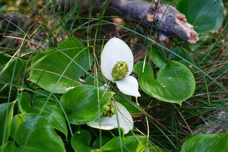 Vom Schwarzachtal zum Schwarzenbrucker Moor (Nürnberger Land) 12 moor wandern schwarzenbruck nürnberger land sumpfcalla