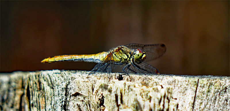 Wildnispfad Lieberose (Brandenburg) 6 libelle wildnispfad lieberose wildnis wüste brandenburg wandern