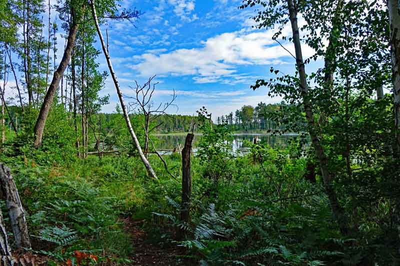Wildnispfad Lieberose (Brandenburg) 10 bergsee wildnispfad lieberose naturlandschaften brandenburg wandern wildnis deutschland