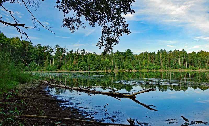 Wildnispfad Lieberose (Brandenburg) 2 bergsee wildnispfad lieberoser heide brandenburg