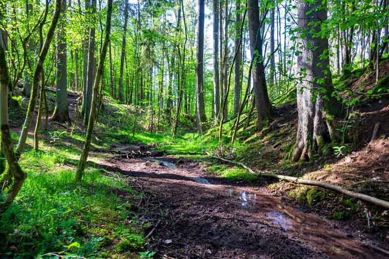 Geheimnisvolle Gräben, Schluchten und Klammen in Franken 21 waldlehrpfad teufelsgraben langenzenn landkreis fürth