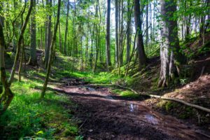 FRANKENHÖHE 34 waldlehrpfad teufelsgraben langenzenn landkreis fürth