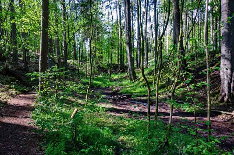 teufelsgraben langenzenn wandertour waldweg landkreis fürth
