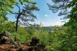 Hohlweg mit Felsenkellern in Deining 22 kulturhistorische höhlenwanderung illschwang kalmusfelsen