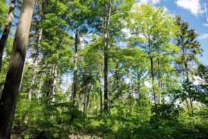 wanderung oberpfalz hainberg illschwang kulturhistorische höhlenwanderung