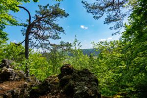 BURGRUINE LICHTENEGG (Oberpfalz) 18 kulturhistorische höhlenwanderung illschwang kalmusfelsen