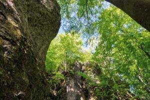geotope landkreis amberg sulzbach oberpfalz kalmusfelsen