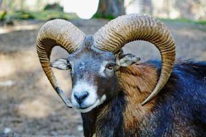 Wild- und Freizeitpark Höllohe bei Teublitz (Oberpfalz) 8 mufflon schwandorf teublitz höllohe wildpark oberpfalz