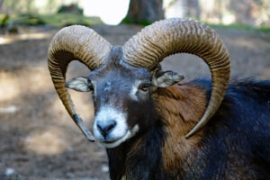 mufflons im wildpark höllohe bayern oberpfalz