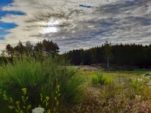 naturschutzgebiet foehrenbuck nuernberg wandern sommer august kinder familie