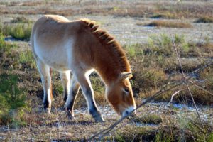 TIER- UND WILDPARKS 5 sandachse franken wandertour urwildpferde tennenlohe