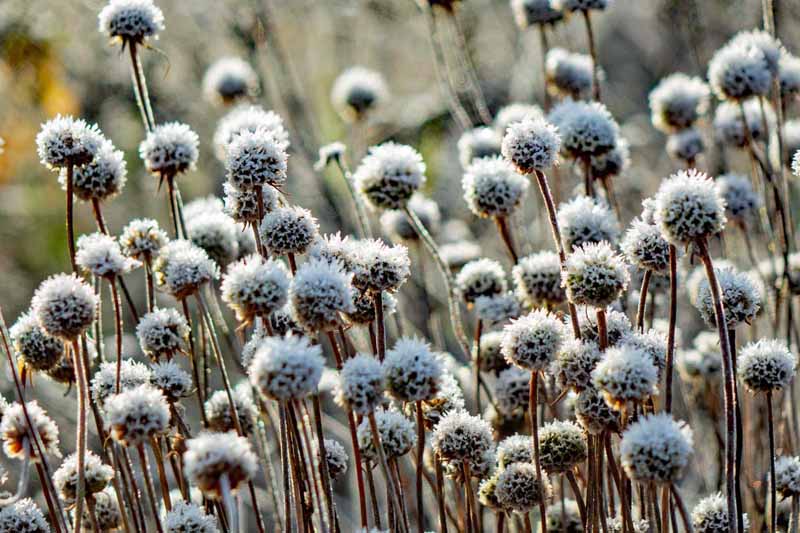 Auf in die fränkische Wüste: Flechten-Kiefernwald und Sanddünen bei Leinburg (Nürnberger Land) 21 sandachse franken fränkische wüste sandgrasnelke