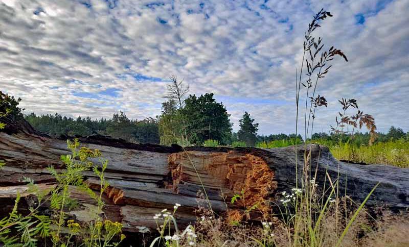 Wandertouren für Familien mit Kleinkindern in Mittelfranken - Buggy-taugliche Wanderwege - Teil 2 2 buggy taugliche wanderwege nürnberg