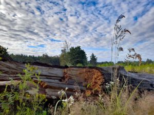 buggy taugliche wanderwege nürnberg