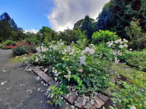 rosen beet hof rosengarten theresienstein