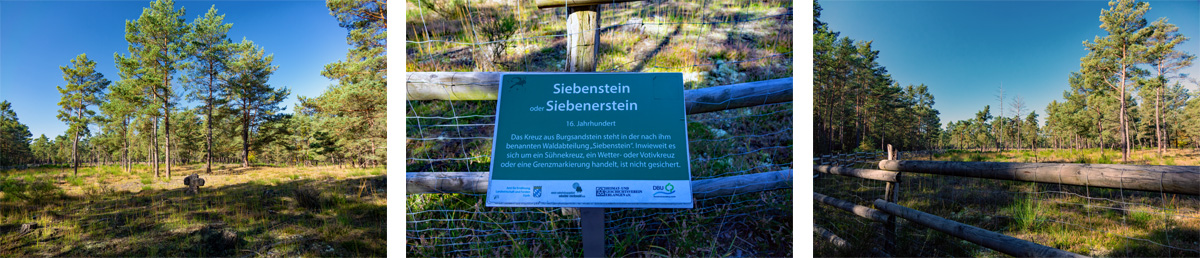 Rundweg um das Gehege der Urwildpferde Tennenlohe (Erlangen) 15 sandachse franken tennenlohe urwildpferde