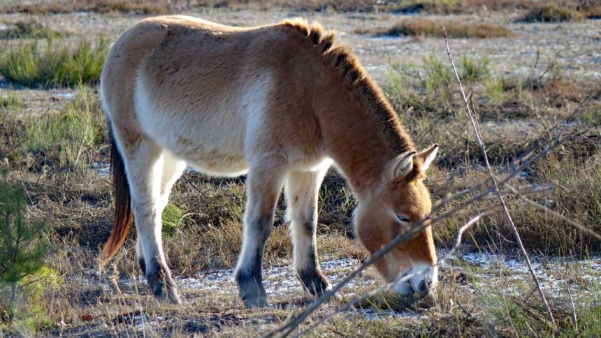 przewalski pferd urwildpferd tennenlohe erlangen wandern ausflug