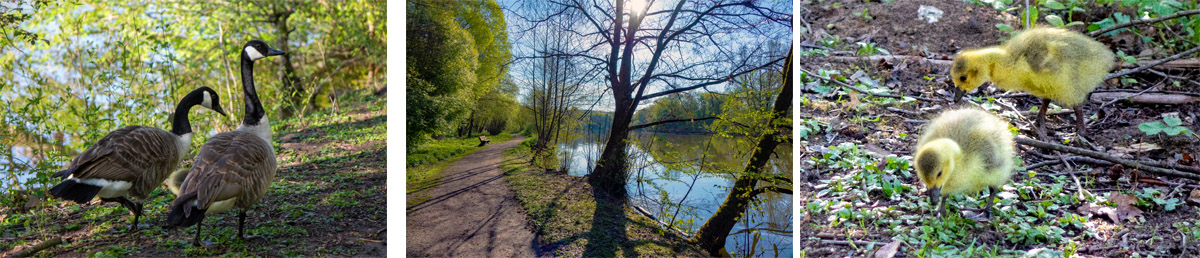 Thanngraben Altenthann 3 fröschauer weiher rummelsberg schwarzenbruck ochenbruck fischweiher kanadagans