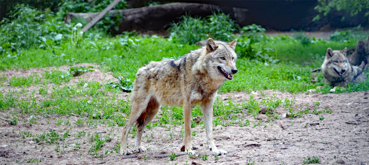 wildpark tambach wolf