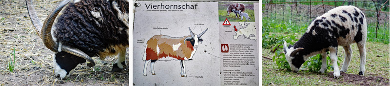 Wildpark Tambach 13 wildpark schloss tambach oberfranken alte schafrassen vierhornschaf