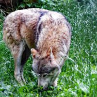 Wildpark Tambach 20 wildpark tambach oberfranken coburg ausflug familie wolf
