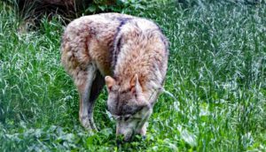 wildpark tambach oberfranken coburg ausflug familie wolf