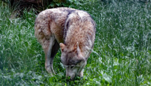 wildpark tambach oberfranken coburg ausflug familie wolf