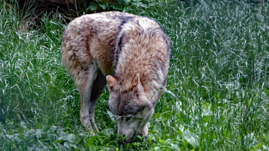 wildpark tambach oberfranken coburg ausflug familie wolf