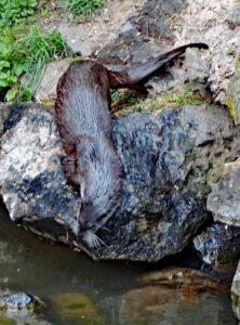 Wildpark Tambach 8 fischotter im wildpark tambach oberfranken