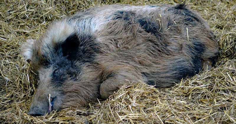 Wildpark Tambach 18 wildschwein wollschwein wildpark tambach coburg