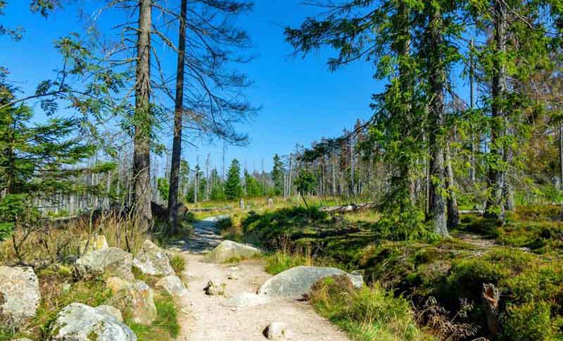 Torfhausmoor (Harz) 2 wanderung rund um das torfhaus im nationalpark harz