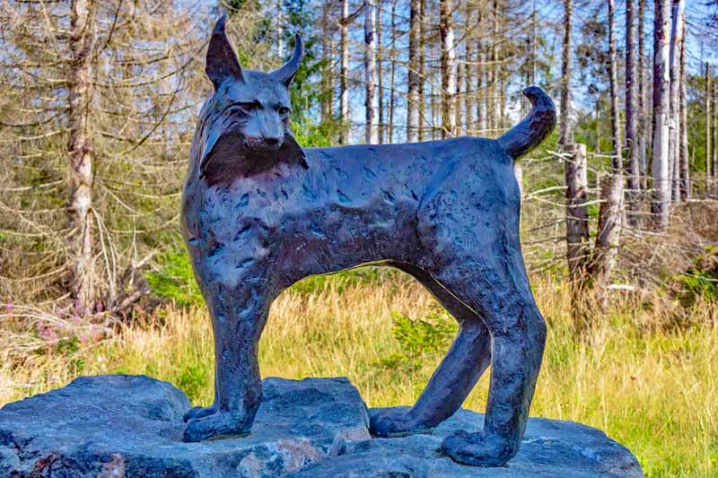 Torfhausmoor (Harz) 9 luchs denkmal torfhausmoor nationalpark harz