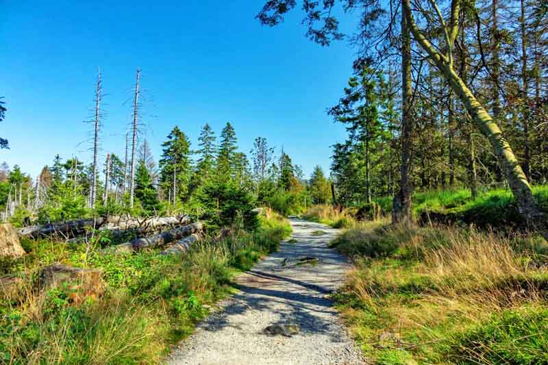 Torfhausmoor (Harz) 6 auf dem goetheweg durch das torfhausmoor im nationalpark harz