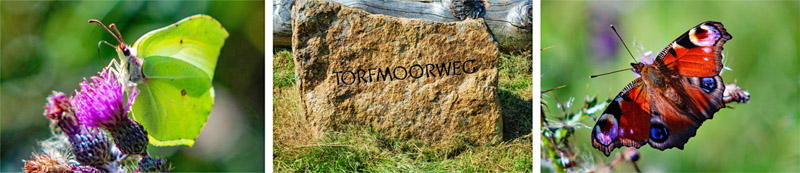 Torfhausmoor (Harz) 3 schmetteringe auf dem rundweg durch das torfhausmoor im harz