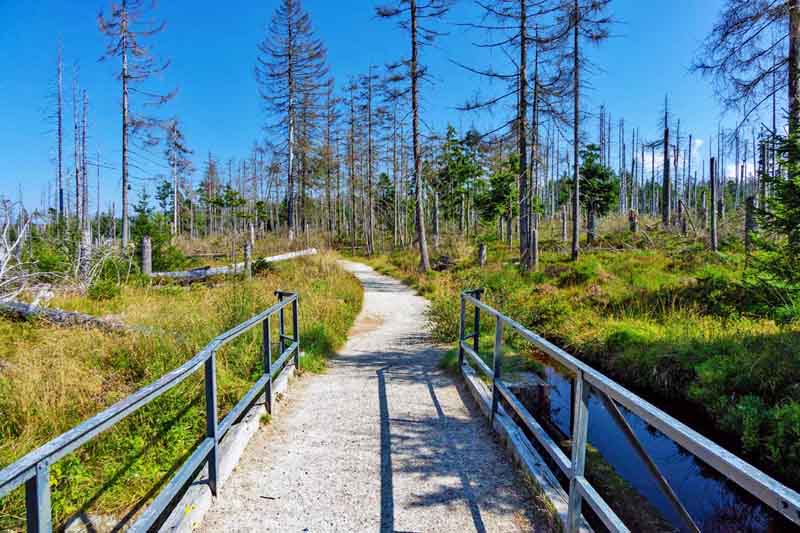 Torfhausmoor (Harz) 13 torfhausmoor rundweg bad harzburg braunach
