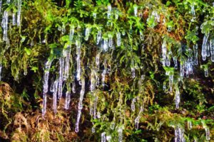 Drachenschlucht und Landgrafenschlucht 4 eiskristalle moos drachenschlucht eisenach wanderung