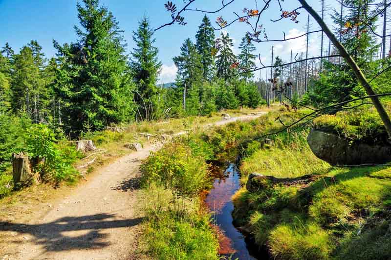 Torfhausmoor (Harz) 4 torfhausmoor harz rundweg moorweg wandern