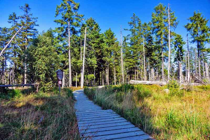Torfhausmoor (Harz) 16 holzsteg durch das torfhausmoor im harz