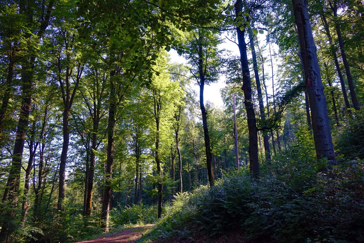 naturpark bergstraße odenwald