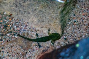 kleine salamander in der seltenbachschlucht bei klingenberg spessart
