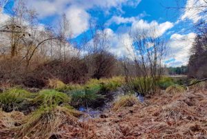UMWELTFREUNDLICH REISEN 22 moore in deutschland mittelfranken schwarzenbrucker moor