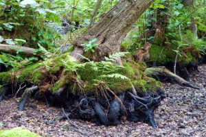 UMWELTFREUNDLICH REISEN 12 stenshuvud nationalpark schweden moor
