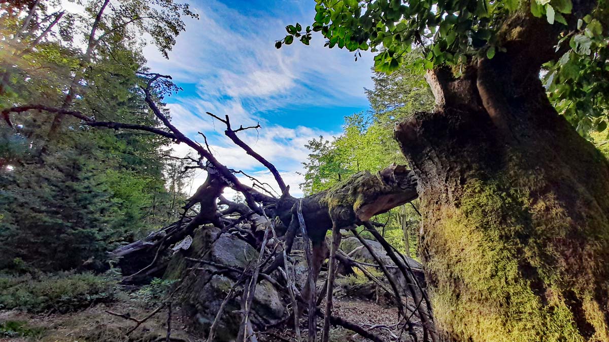 Großer Waldstein - Fichtelgebirge 24 kurze wanderung auf den großen waldstein fichtelgebirge zell