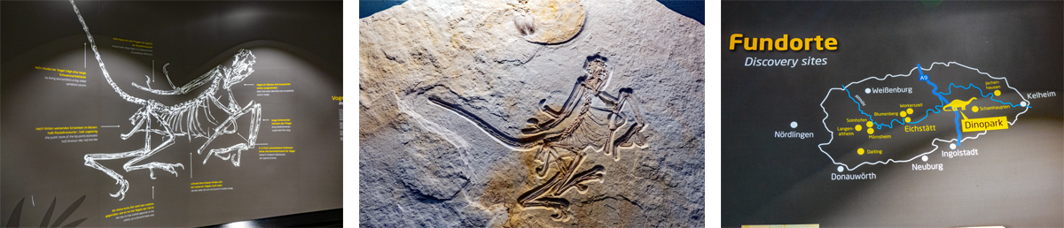archaeopteryx im dinopark altmühltal dinosaurier museum denkendorf
