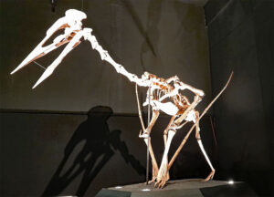 Dinosaurier Museum Altmühltal 23 dinopark dinosaurier flugsaurier skelett museum denkendorf altmühltal