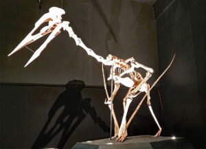 skelett flugsaurier dinosaurier museum altmühltal