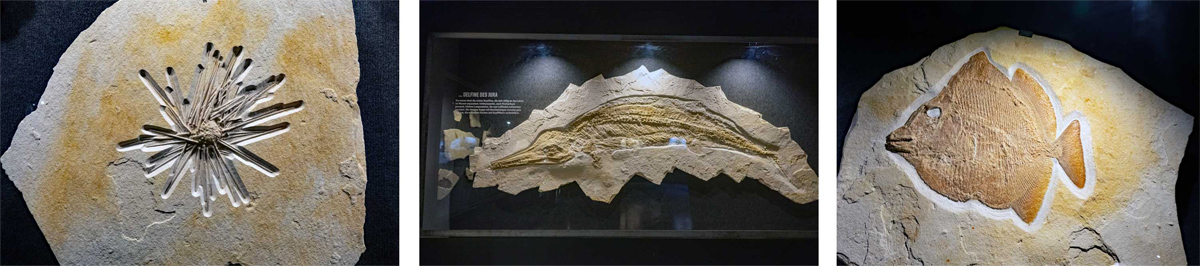 freizeitpark museum freilichtmuseum fossilien dinosaurier altmühltal